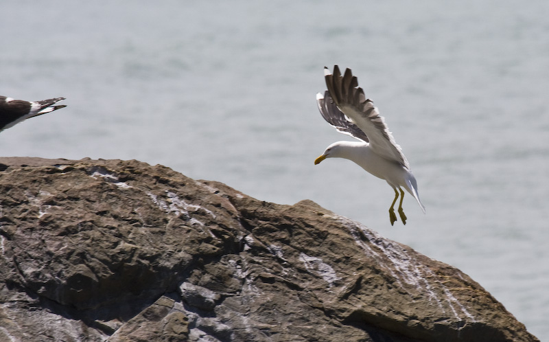 Kelp Gull Landing On Rock